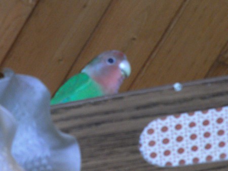 hier zit ik hoog kom me maar halen 